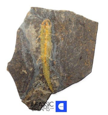 Museumwaardige zeldzame Jeholotriton paradoxus - primitieve