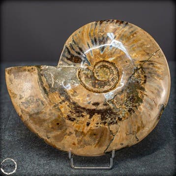 Natuurlijke zeldzame kleur ammoliet ammoniet Fossil- 1737.97