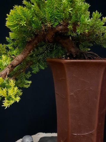 Jeneverbes bonsai (Juniperus) - Hoogte (boom): 10 cm -