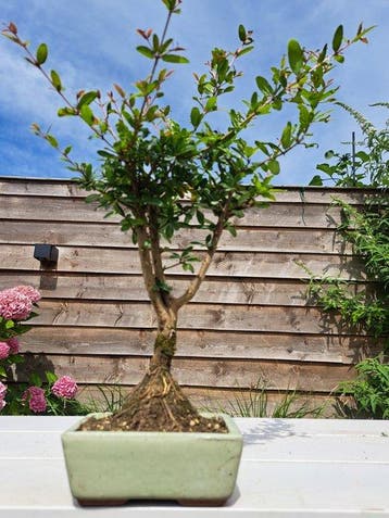 Dwerg granaatappel bonsai (Punica granatum) - Hoogte (boom):