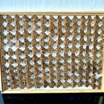 Exclusieve Museumlade met 120x Bont Zandoogje (Pararge, Nieuw