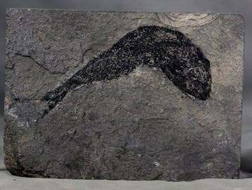De mooiste fossiele vissen - Op steen - Gefossiliseerd dier