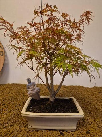 Japanese maple bonsai (Acer palmatum) - Hoogte (boom): 35 cm