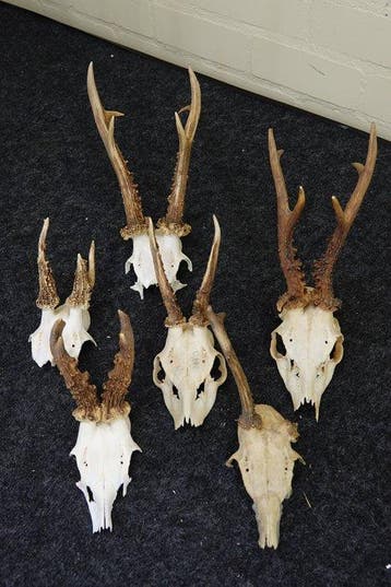 abnormal Roebuck Schedel - Capreolus capreolus - 0 cm - 0 cm, Verzamelen, Nieuw