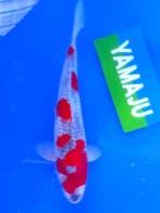 Hq Goshiki van Yamaju  34cm (Japanse Koi), Tuin en Terras, Ophalen of Verzenden, Nieuw