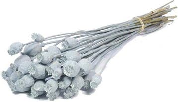 Papaverbollen Grey Wash