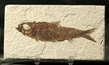 Uitstekende fossiele vis - - Gefossiliseerd dier - Knightia