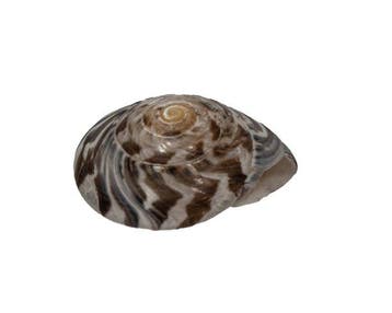 Reus-knopsschelp (35 mm) | Umbonium giganteum | Zeldzaam Top, Nieuw