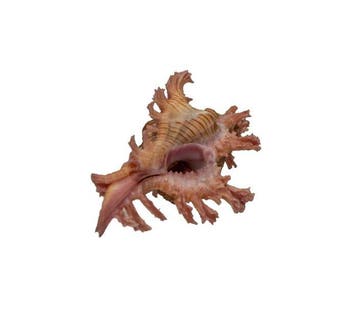 Zeldzaamheid in recordgrootte – Chicoreus rossiteri (50 mm)
