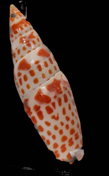 prachtige bisschopsmitra - Sammlerschnecke  Skelet - Mitra, Nieuw