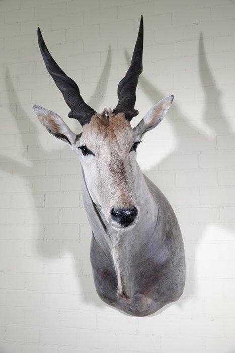 Large Safari head-mount Taxidermie wandmontage - Eland -, Verzamelen, Dierenverzamelingen