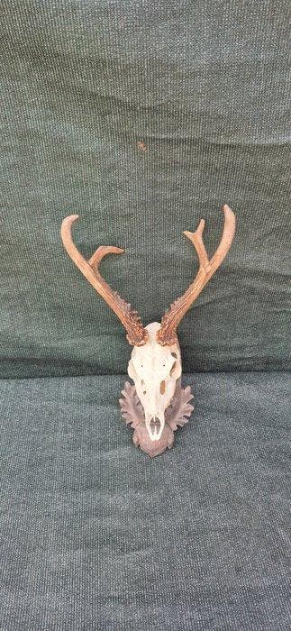 Siberische ree Taxidermie wandmontage - Capreolus pygargus -