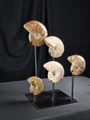 Ammoniet - Gefossiliseerd dier - 5 Ammonite Fossils on