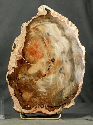 Groot en decoratief versteend hout op standaard - Gepolijst, Verzamelen