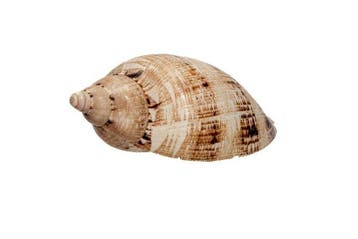 Prachtige voluut Taxidermie wandmontage - Cymbiola magnifica