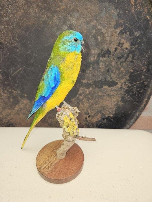 Perroquet nain turquoise Support de corps entier pour, Verzamelen, Dierenverzamelingen