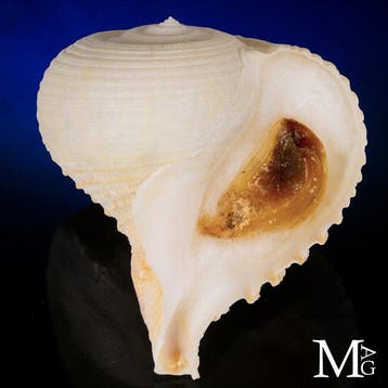 Grote Rapana rapa schelp - Muricidae -64mm!!! Zeeschelp -