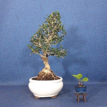 Olijf bonsai (Olea europaea) - Hoogte (boom): 29 cm - Diepte