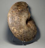 Ammoniet - Gefossiliseerde schelp - Choffaticeras segne - 25, Verzamelen, Mineralen en Fossielen