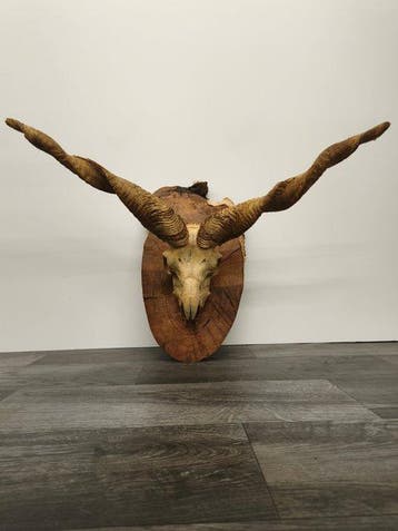 Mouton Support de tête pour taxidermie - Ovis aries