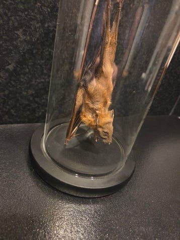 Vleermuis Taxidermie volledige montage - Chiroptera - 20 cm