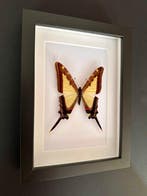 Papillon Support de corps entier pour taxidermie - Eurytides