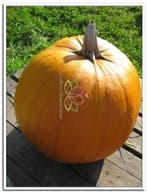 Spartan F1 pompoen 50 zaden