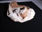 Chat à dents de sabre - Crâne fossile - Megantereon - 25 cm