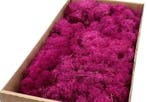 Rendiermos IJslandsmos Finlandsmos Fuchsia 500 gram, Nieuw