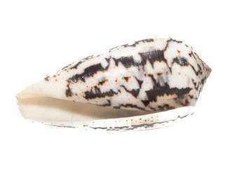 Reus van zijn soort: Conus magus (61 mm) uit de Filipijnen, Verzamelen, Nieuw