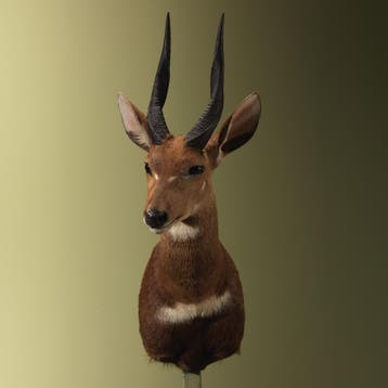 Bushbuck Taxidermie Opgezette Dieren By Max, Ophalen of Verzenden, Opgezet dier
