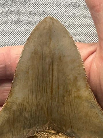 Megalodon-tand 12,8 cm - Fossiele tand - Carcharocles
