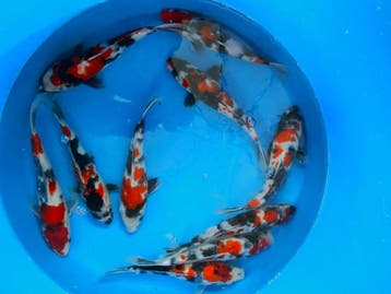 Hirasawa Marusei 27-32cm (Japanse Koi), Ophalen of Verzenden