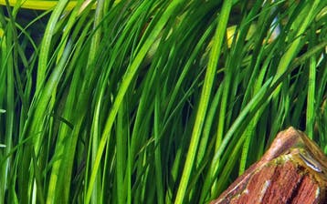 Vallisneria spiralis Tiger, Dieren en Toebehoren, Verzenden, Nieuw