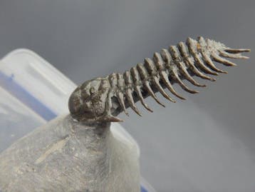 Trilobite - Squelette fossile - Cheirurus * A very rare