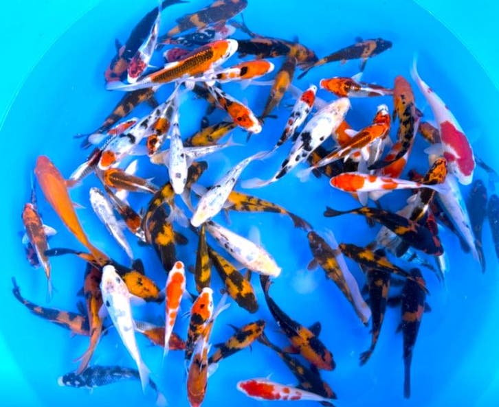 Yagorro 15-19cm (Japanse Koi), Tuin en Terras, Vijvers, Nieuw, Ophalen of Verzenden