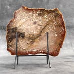 C- Prachtige grote plak rood versteend hout op een op maat