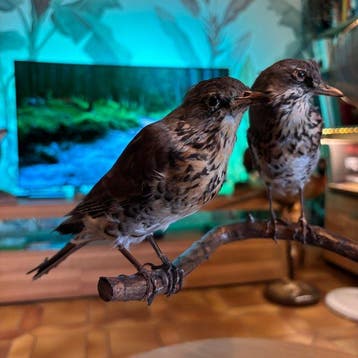 Grive Support de corps entier pour taxidermie - Turdus, Nieuw