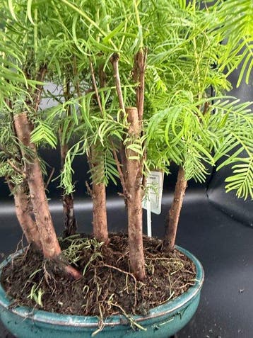 Bonsaï cyprès chauve (Taxodium distichum) - Hauteur (arbre)