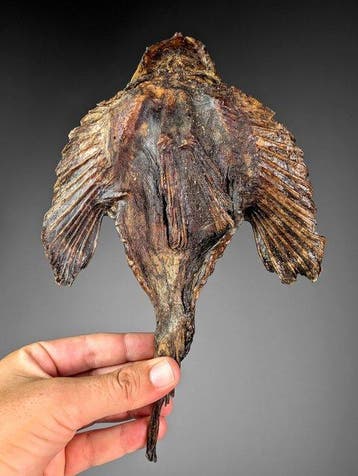 steenvis Taxidermie volledige montage - Synanceia verrucosa, Nieuw