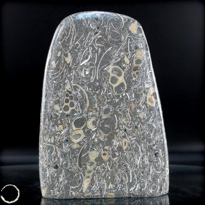 natuurlijke vrije vorm uit Turritella-agaat / fossiele, Collections, Minéraux & Fossiles