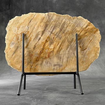 Magnifique tranche de bois pétrifié sur un socle