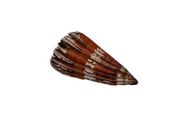 Zonder minimumprijs ***Sammlerschnecke***  Taxidermie