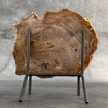 Magnifique tranche de bois pétrifié sur un socle