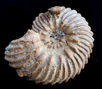 Ammoniet van Troyes Frankrijk - Gefossiliseerde schelp -, Verzamelen