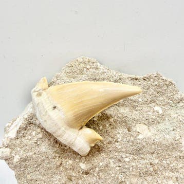 Dent de requin fossilisée Otodus obliquus - Crâne fossile -