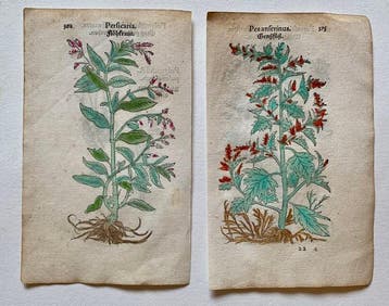 Leonhart Fuchs - Primi de stirpium historia commentariorum