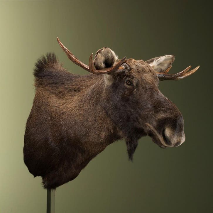 Europese Eland Taxidermie Opgezette Dieren By Max, Collections, Collections Animaux, Enlèvement ou Envoi