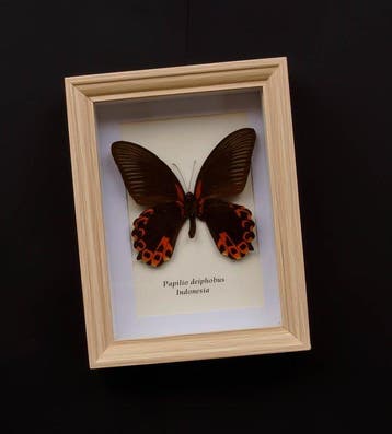Vlinder Taxidermie volledige montage - Papilio diephobus -