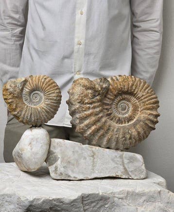 Ammoniet - Gefossiliseerd dier - Coppia di Ammoniti